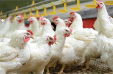 Poultry farming in Romania