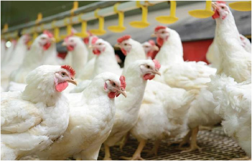 Poultry farming in Romania