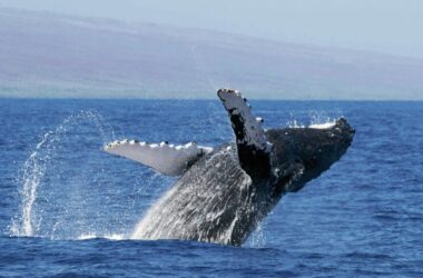 Humpback Whales in Hawaii