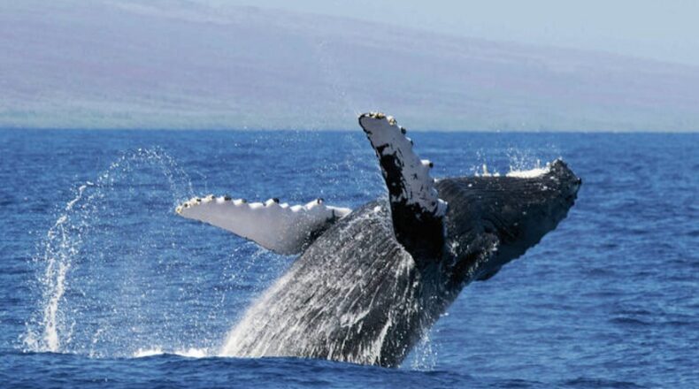 Humpback Whales in Hawaii