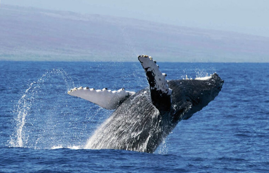 Humpback Whales in Hawaii
